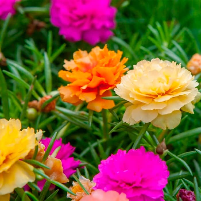 Суміш насіння портулаку «Фламенко»