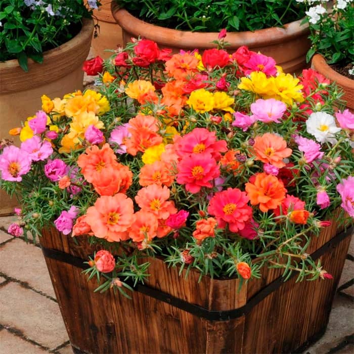 Суміш насіння портулаку «Фламенко»