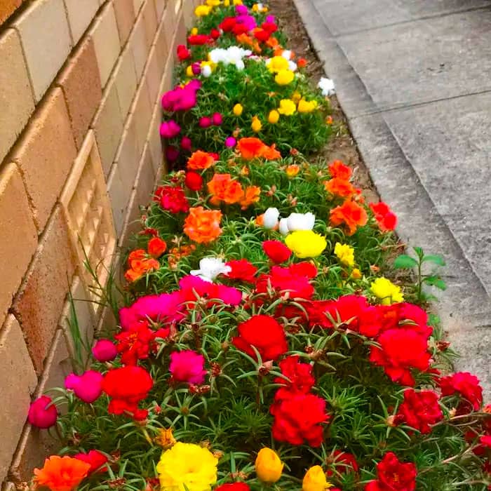 Суміш насіння портулаку «Фламенко»