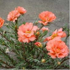 Насіння однорічного портулаку «Самоцвіти» 0,25 г