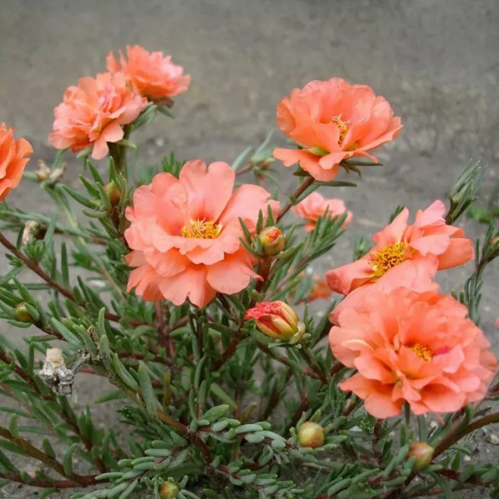 Насіння однорічного портулаку «Самоцвіти» 0,25 г