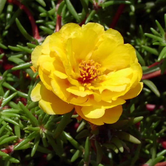 Насіння однорічного портулаку «Самоцвіти» 0,25 г