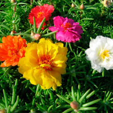 Суміш насіння портулаку «Бароко»