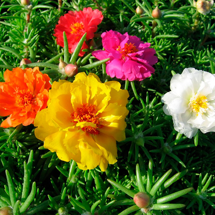 Суміш насіння портулаку «Бароко»