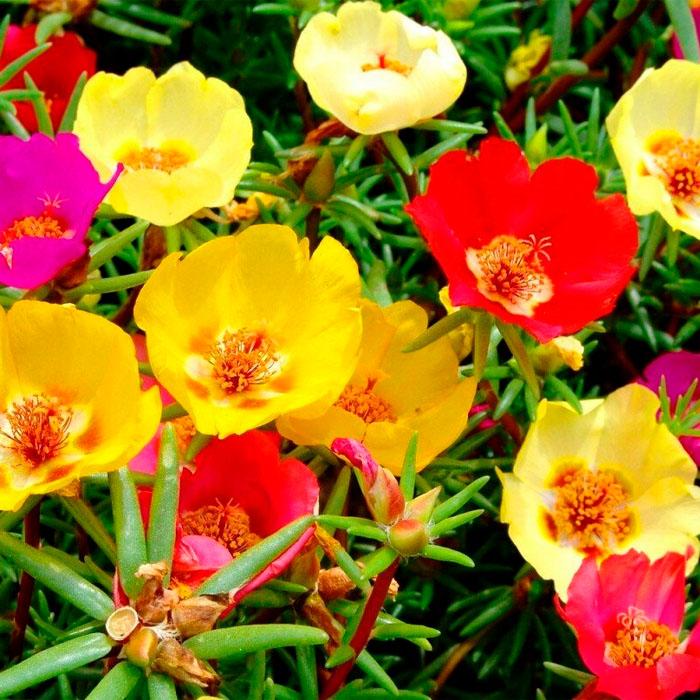 Суміш насіння портулаку «Бароко»