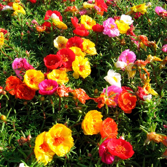 Суміш насіння портулаку «Бароко»