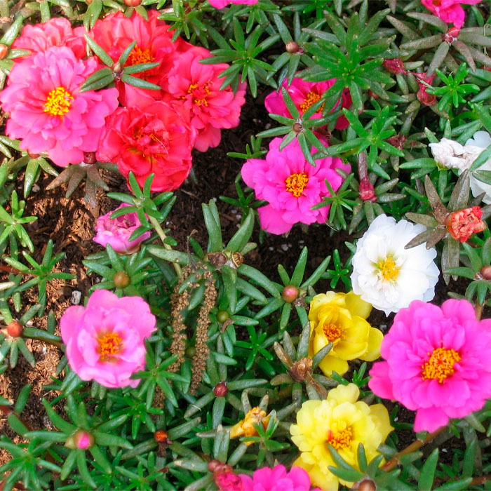 Суміш насіння портулаку «Бароко»