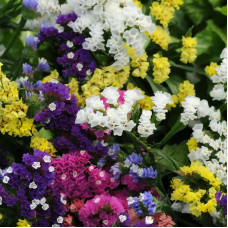 Насіння однорічної статиці «Пасифік-mix» 0,1 г