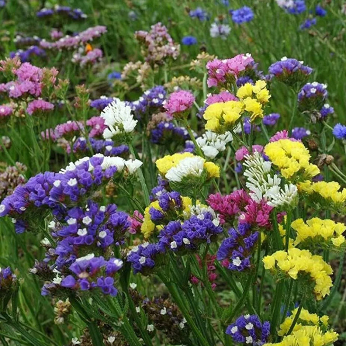 Насіння однорічної статиці «Пасифік-mix» 0,1 г