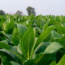 Насіння тютюну для паління «Гавана»