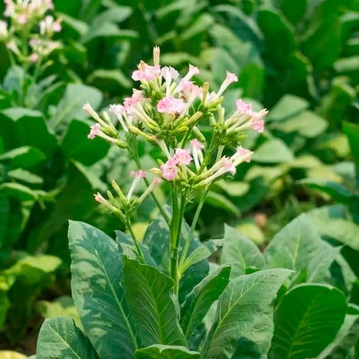 Насіння тютюну для паління «Герцовина»