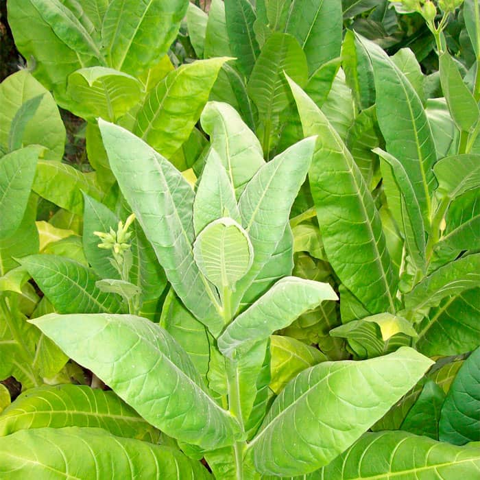 Насіння тютюну для паління «Герцовина»