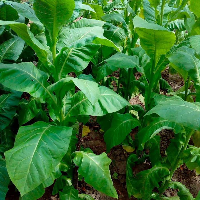 Насіння тютюну для паління «Герцовина»