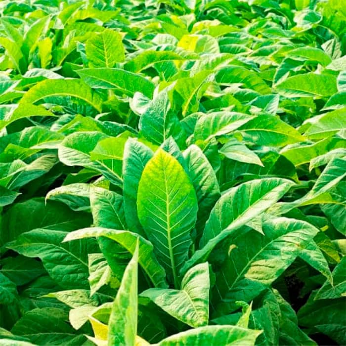 Насіння тютюну для паління «Герцовина»