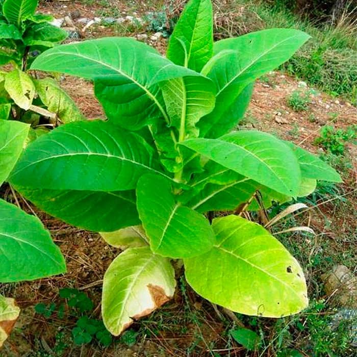 Насіння тютюну для паління «Герцовина»