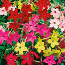 Суміш насіння тютюну запашного «Сенсація»