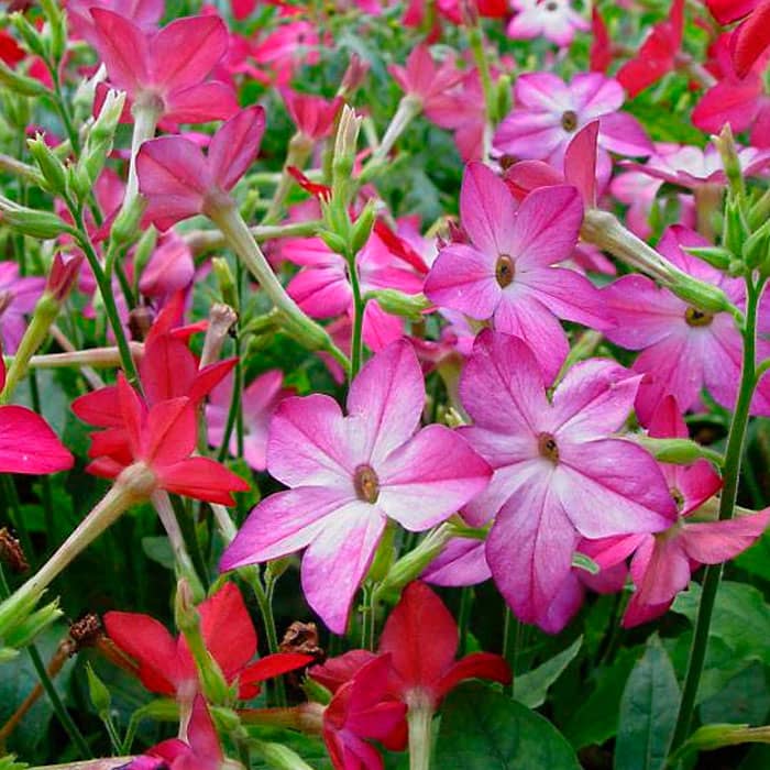 Суміш насіння тютюну запашного «Сенсація»