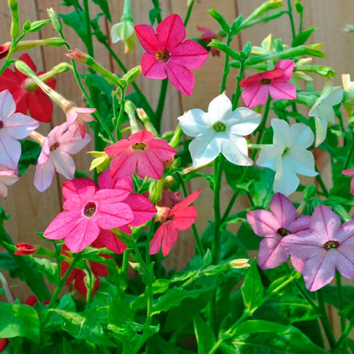 Суміш насіння тютюну запашного «Сенсація»