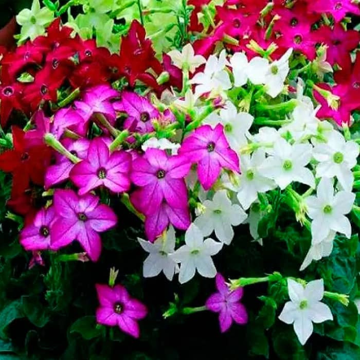 Суміш насіння тютюну запашного «Сенсація»