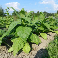 Насіння однорічного тютюну «Американ 26» 0,1 г