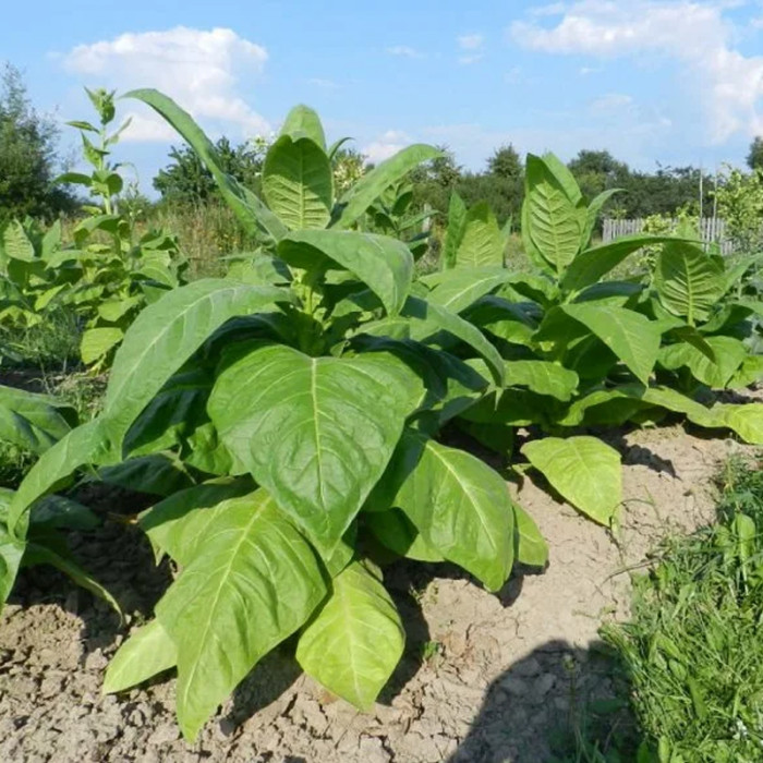 Насіння однорічного тютюну «Американ 26» 0,1 г