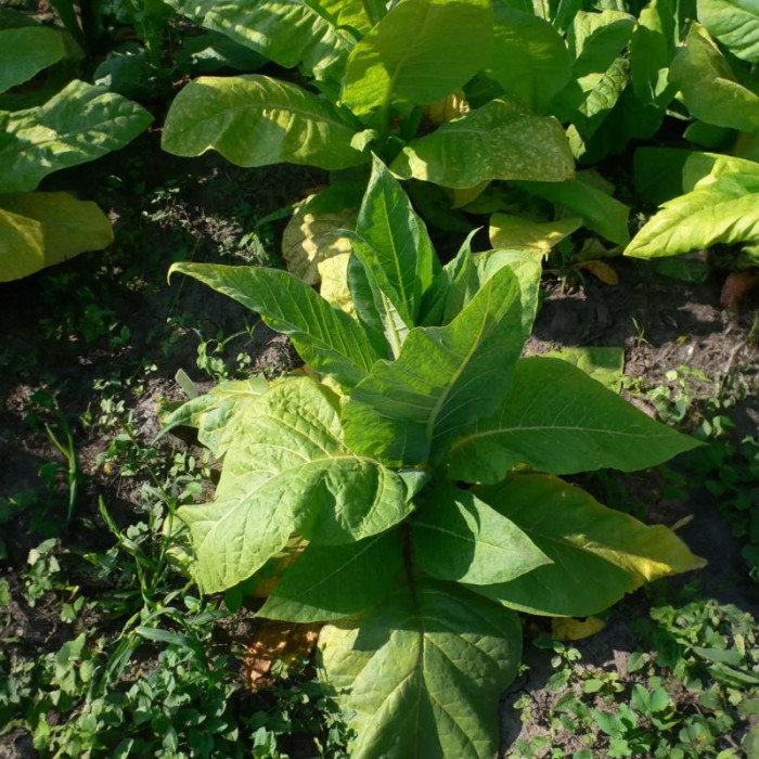 Насіння однорічного тютюну «Американ 26» 0,1 г