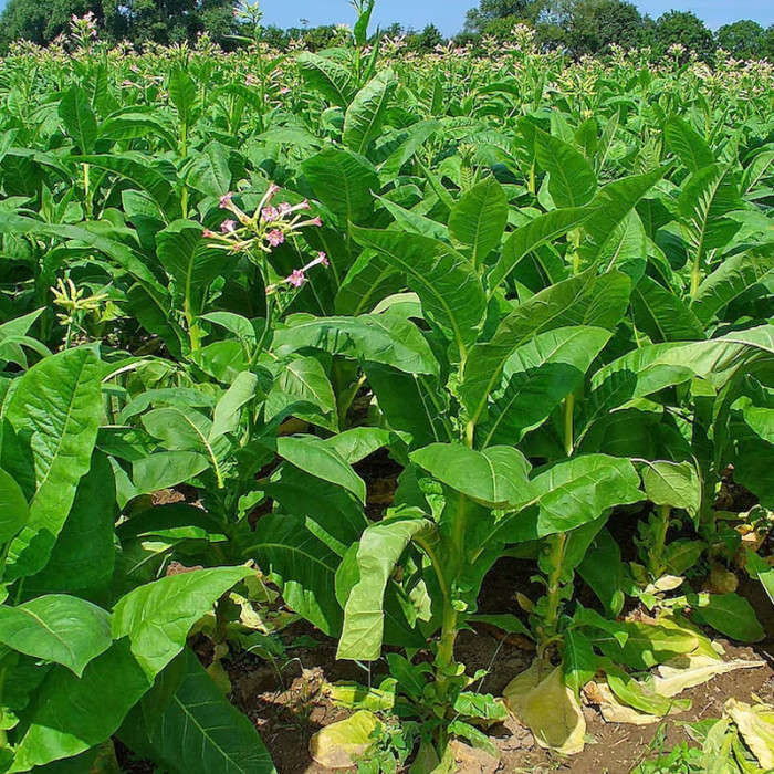 Насіння однорічного тютюну «Американ 26» 0,1 г