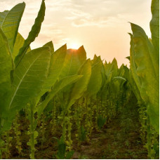 Насіння однорічного тютюну «Дюбек» 0,1 г