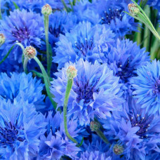 Насіння волошки лікарської «Блакитна куля»