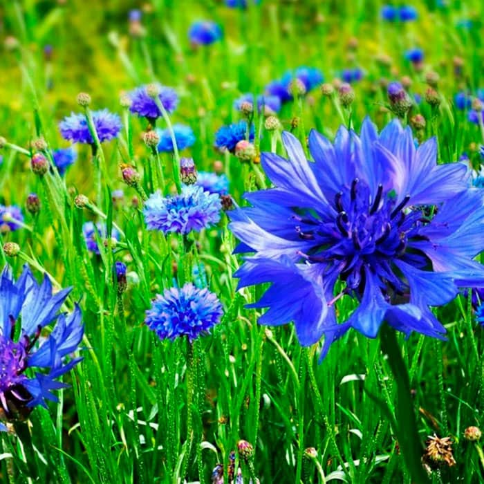 Насіння волошки лікарської «Блакитна куля»