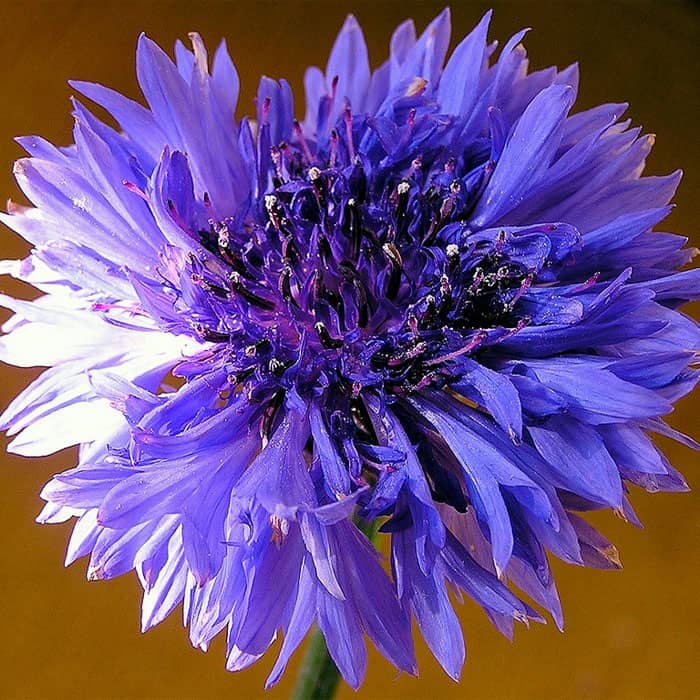 Насіння волошки лікарської «Блакитна куля»