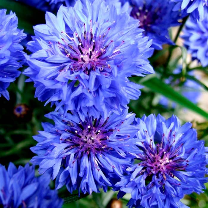 Насіння волошки лікарської «Блакитна куля»