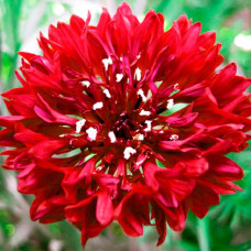 Насіння волошки махрової «Фаворит» червона 