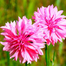 Насіння волошки махрової «Рожевий кристал»