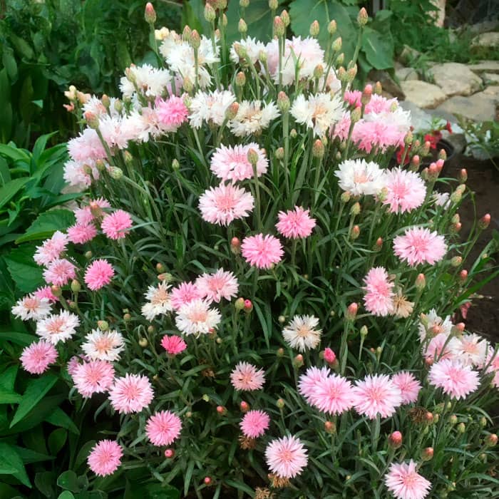 Насіння волошки махрової «Рожевий кристал»