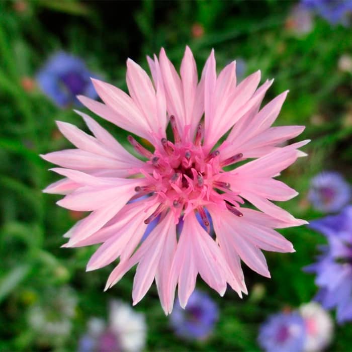 Насіння волошки махрової «Рожевий кристал»