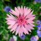 Насіння волошки махрової «Рожевий кристал»