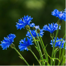 Насіння однорічної волошки «Блакитний діамант» 1 г