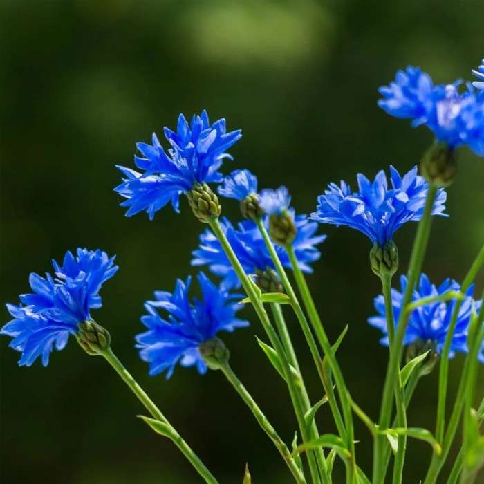 Насіння однорічної волошки «Блакитний діамант» 1 г