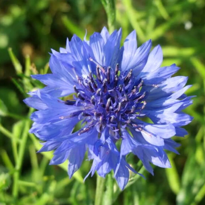 Насіння однорічної волошки «Блакитний діамант» 1 г