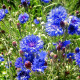 Насіння однорічної волошки «Блакитний діамант» 1 г