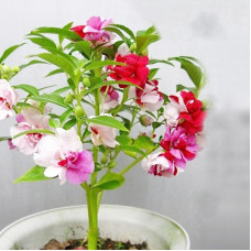 Насіння однорічного бальзаміну «Камелія» 1 г