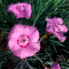 Насіння гвоздики «Альпійської»