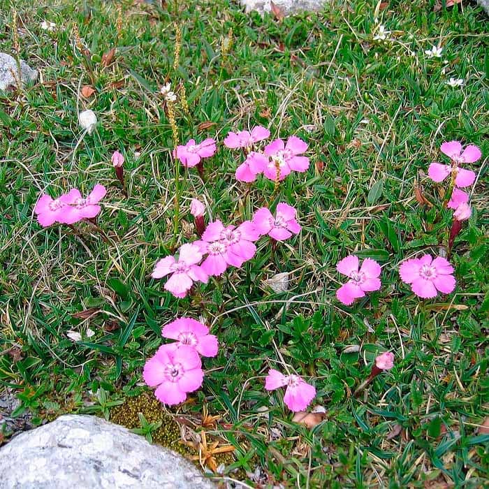 Насіння гвоздики «Альпійської»