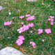 Насіння гвоздики «Альпійської»