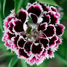 Насіння гвоздики махрової «Чорне та біле»