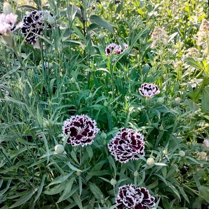 Насіння гвоздики махрової «Чорне та біле»