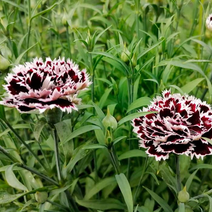 Насіння гвоздики махрової «Чорне та біле»