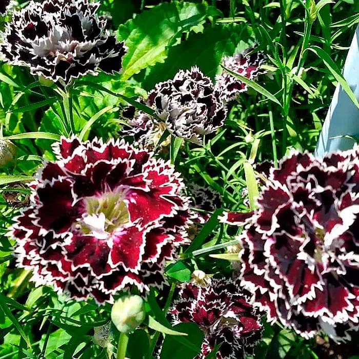 Насіння гвоздики махрової «Чорне та біле»