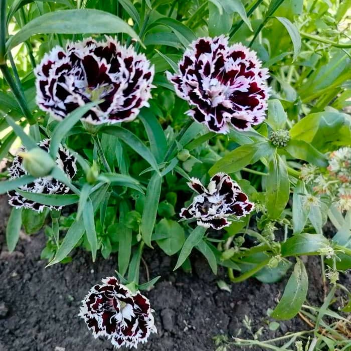 Насіння гвоздики махрової «Чорне та біле»